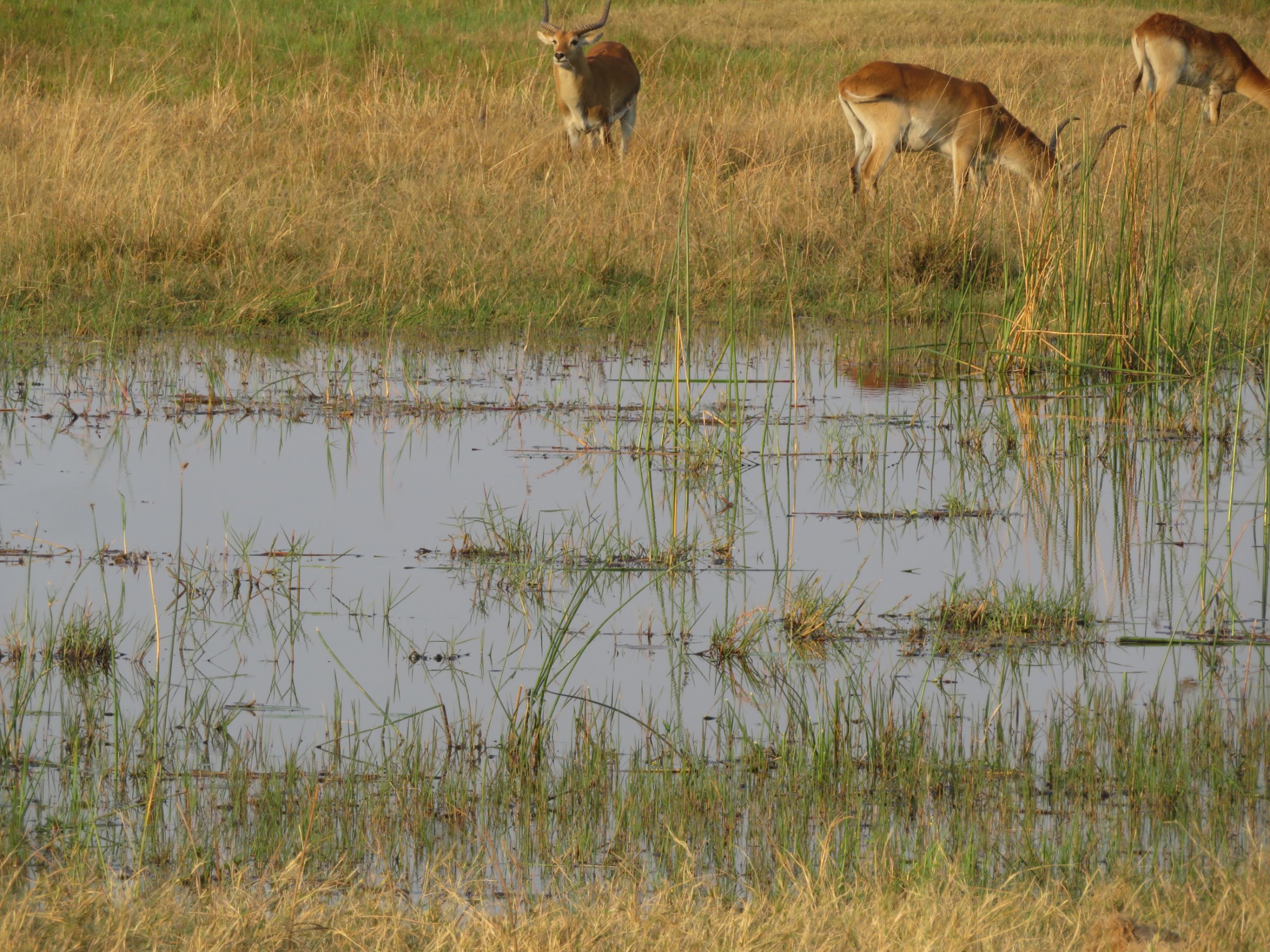 Okavango Delta Mokoro Day Trip