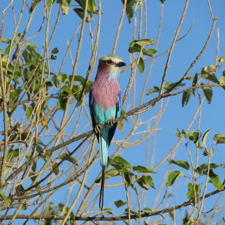 Okavango Delta Mokoro Day Trip