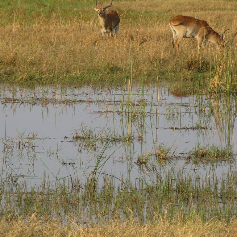 Okavango Delta Mokoro Day Trip