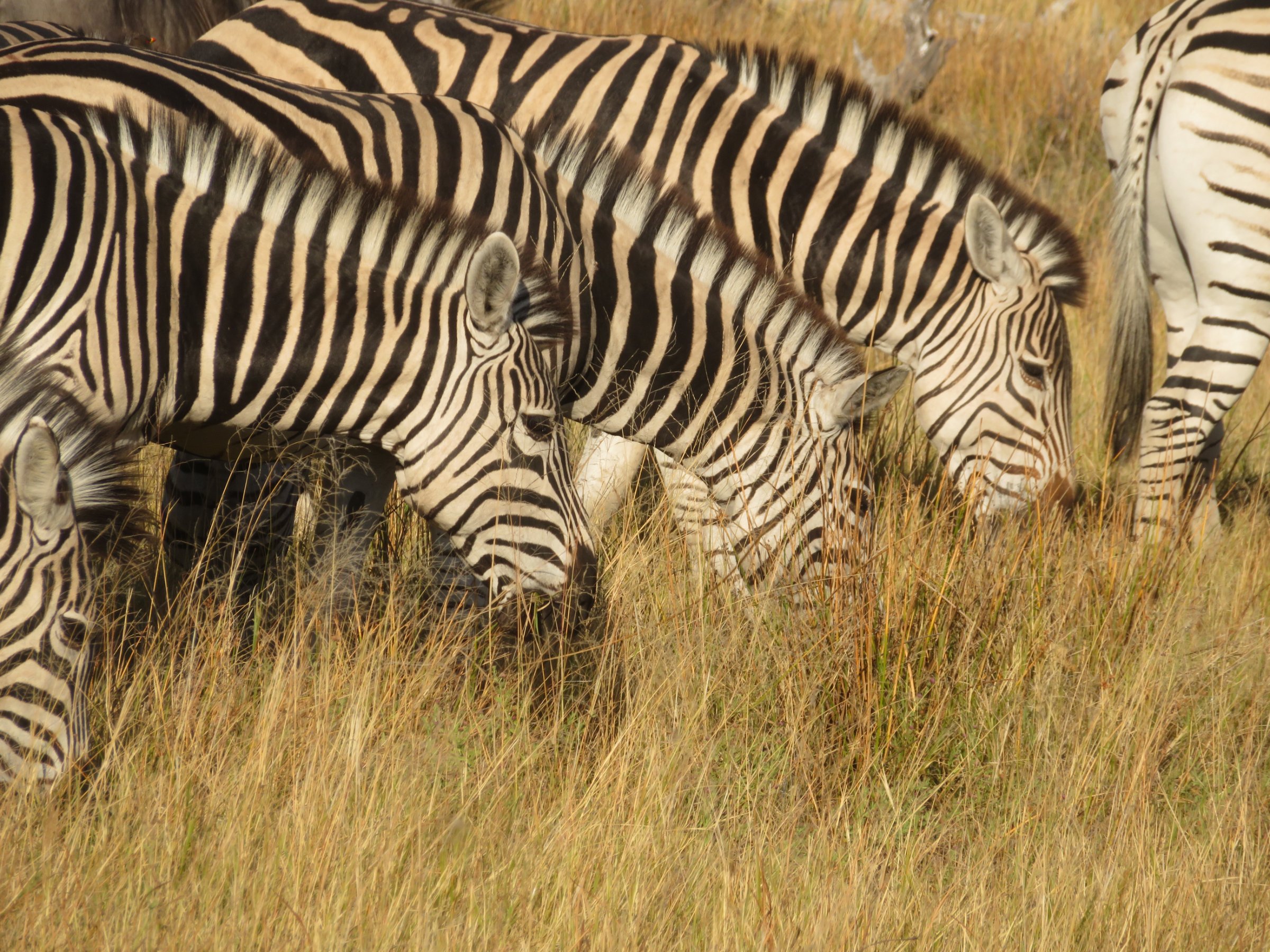 Moremi Safari Experience