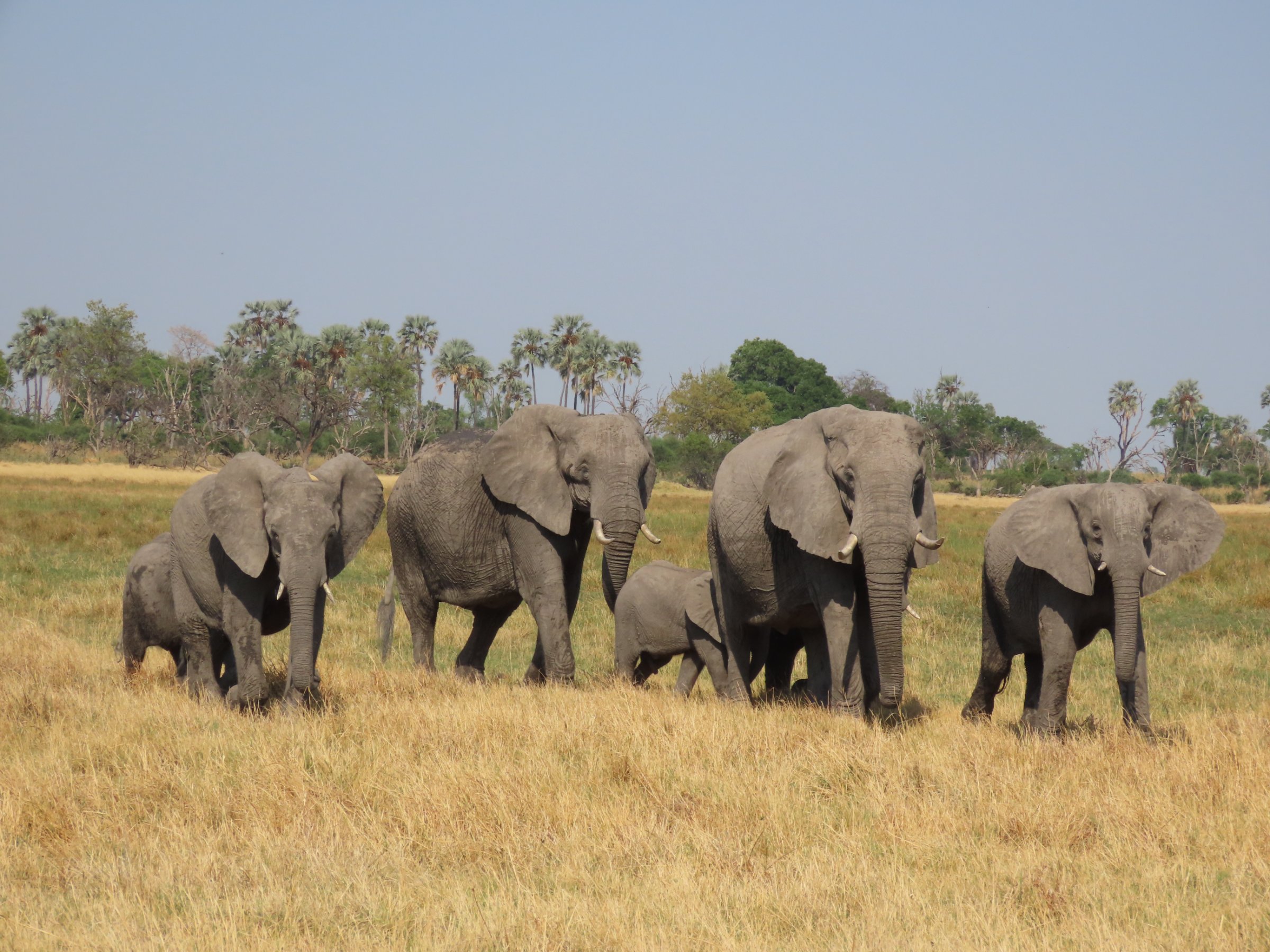 Moremi Safari Experience
