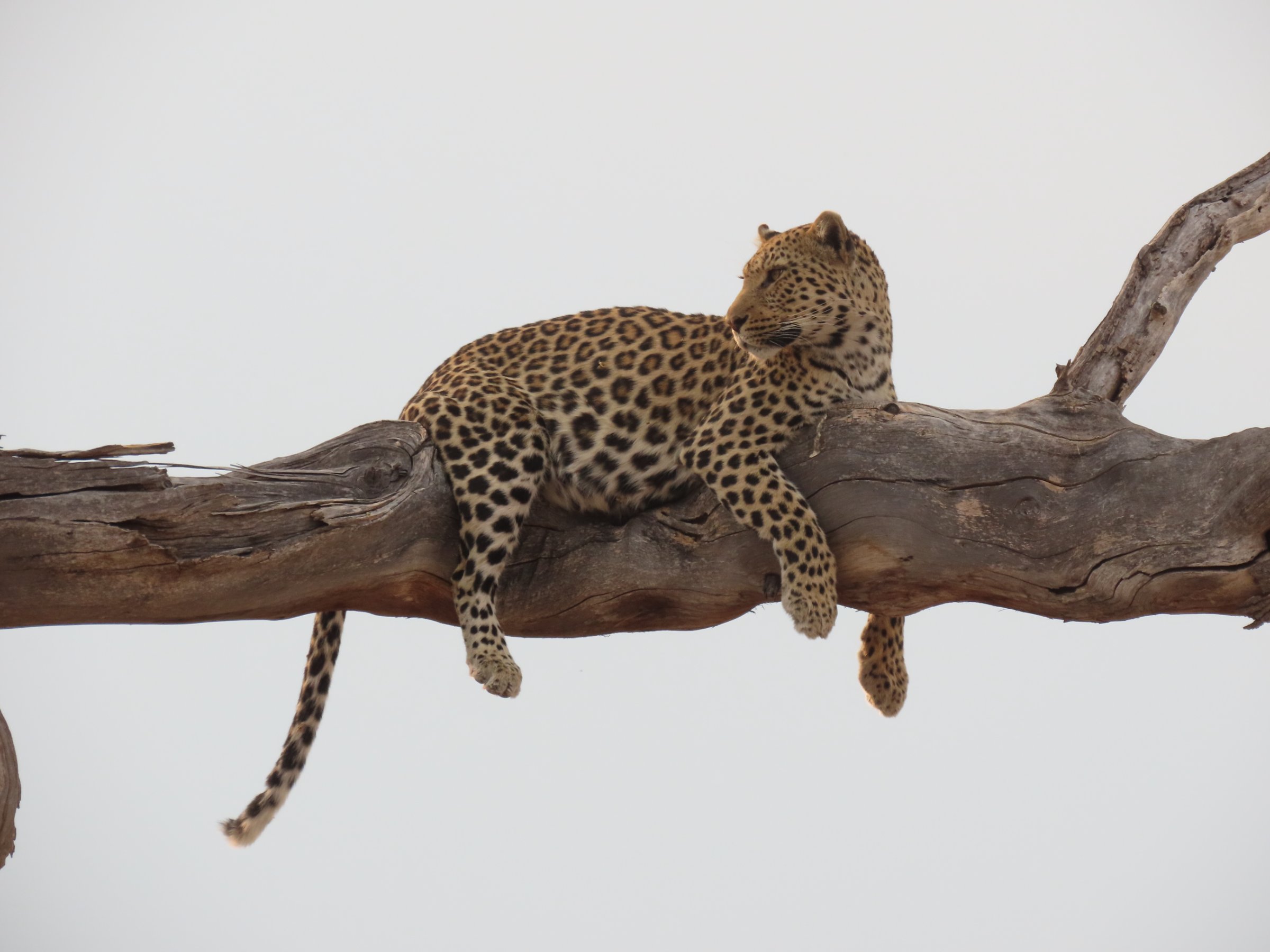 Moremi Safari Experience