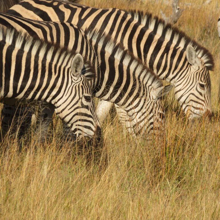Moremi Safari Experience