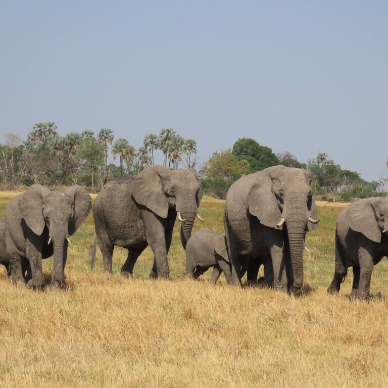Moremi Safari Experience
