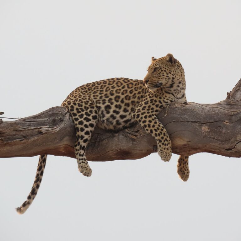 Moremi Safari Experience
