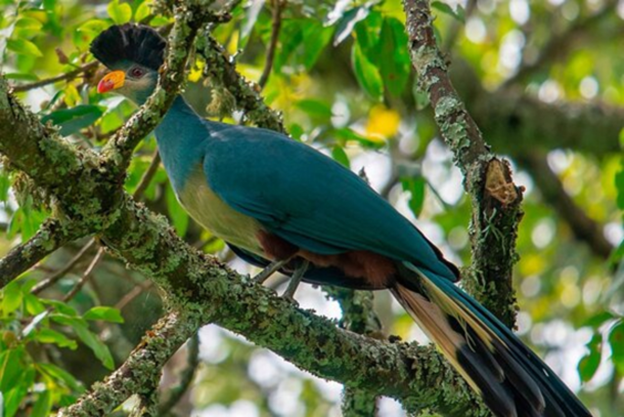 Private Tours Rwanda