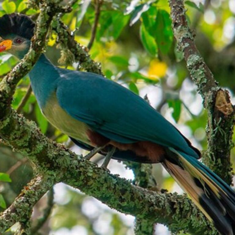 Private Tours Rwanda