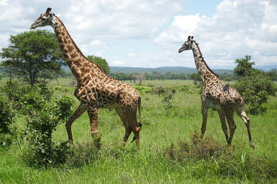 The Living Well Travel & Tours