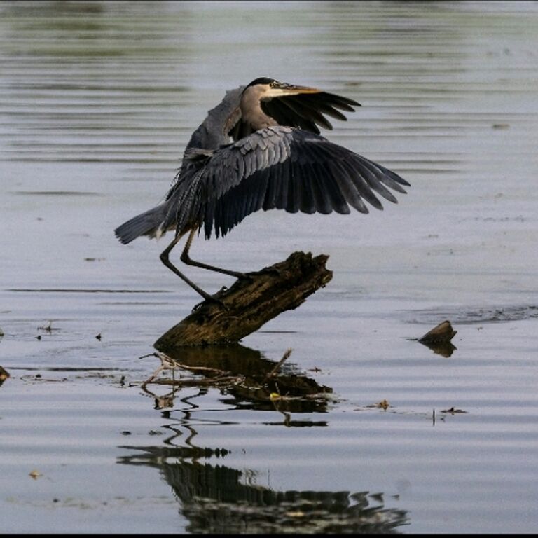 Visit the Black River