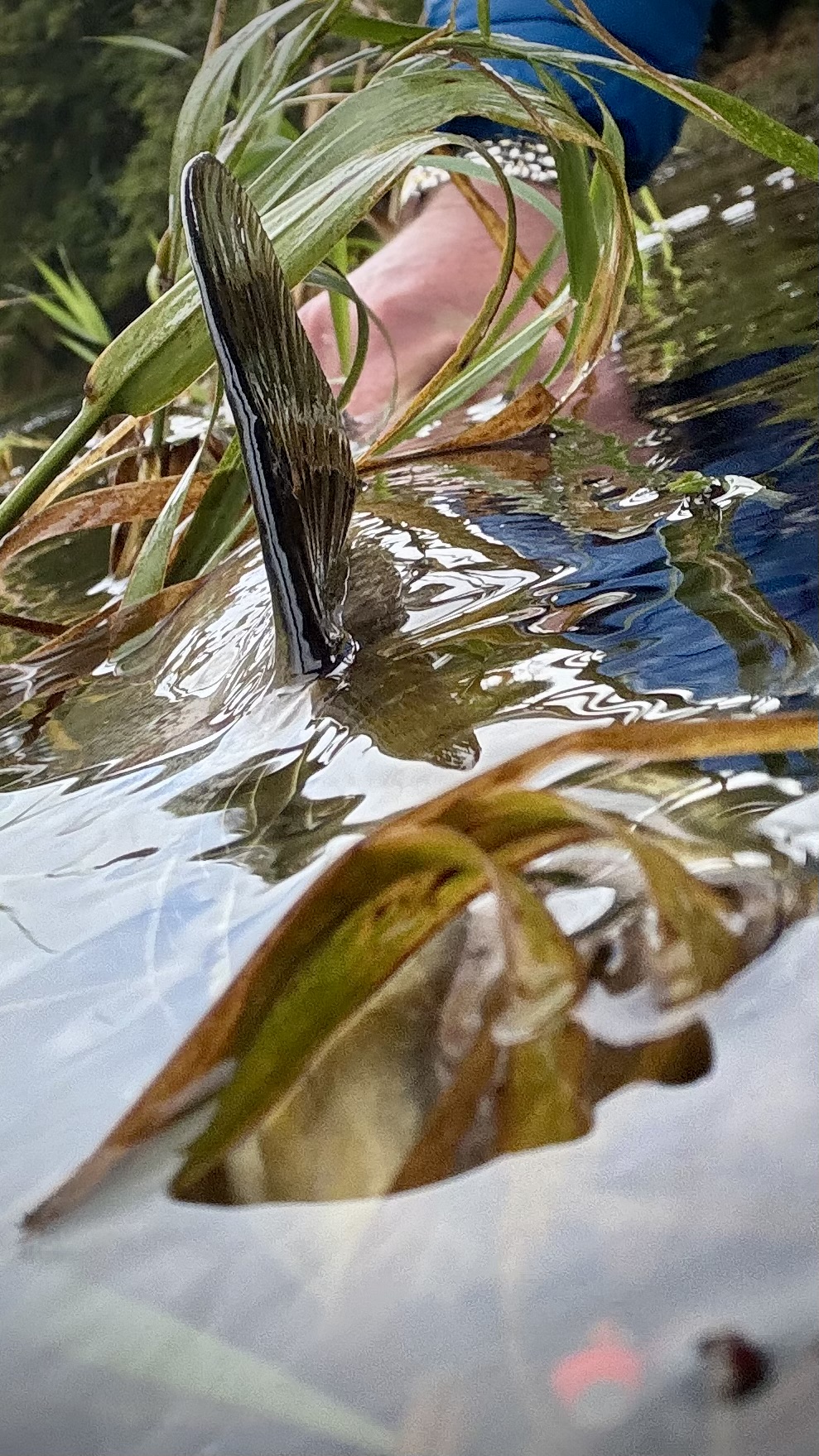 SpeyArms FlyFishing Co.