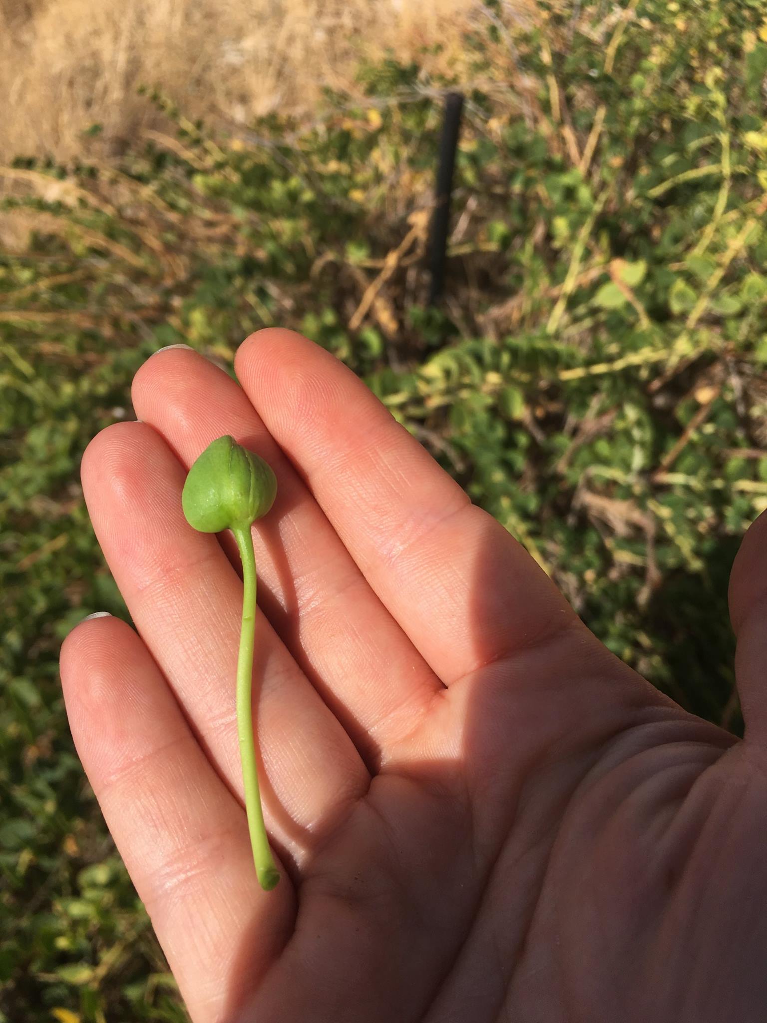 Maria Krina, cooking tales