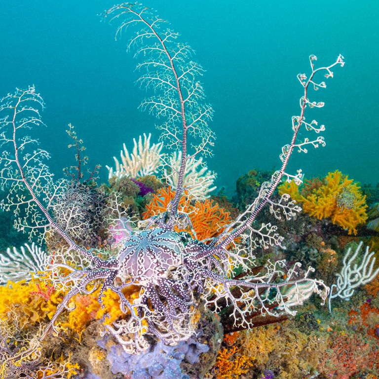 ProDive Plettenberg Bay