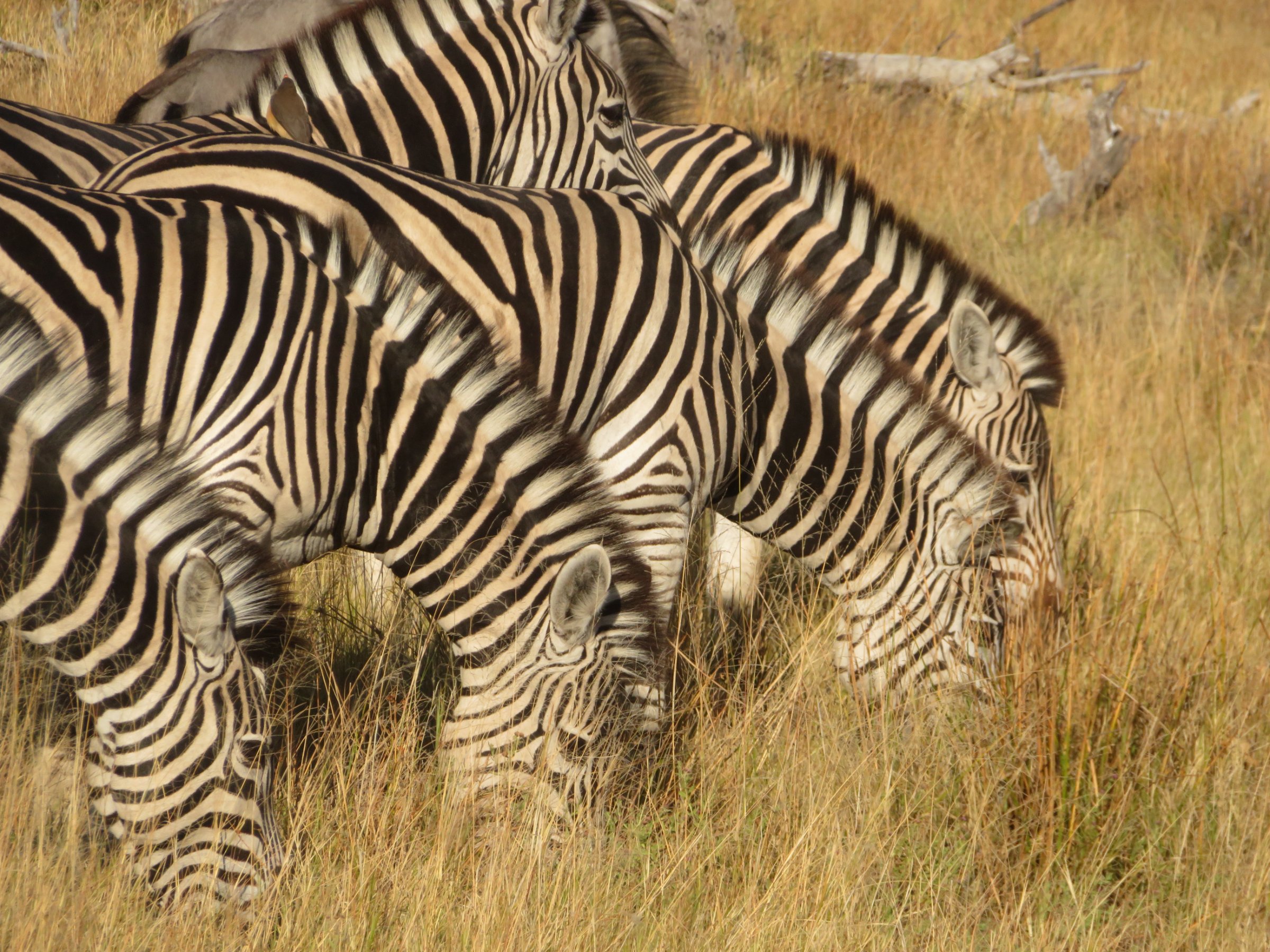 2-Day Mobile Camping Safari