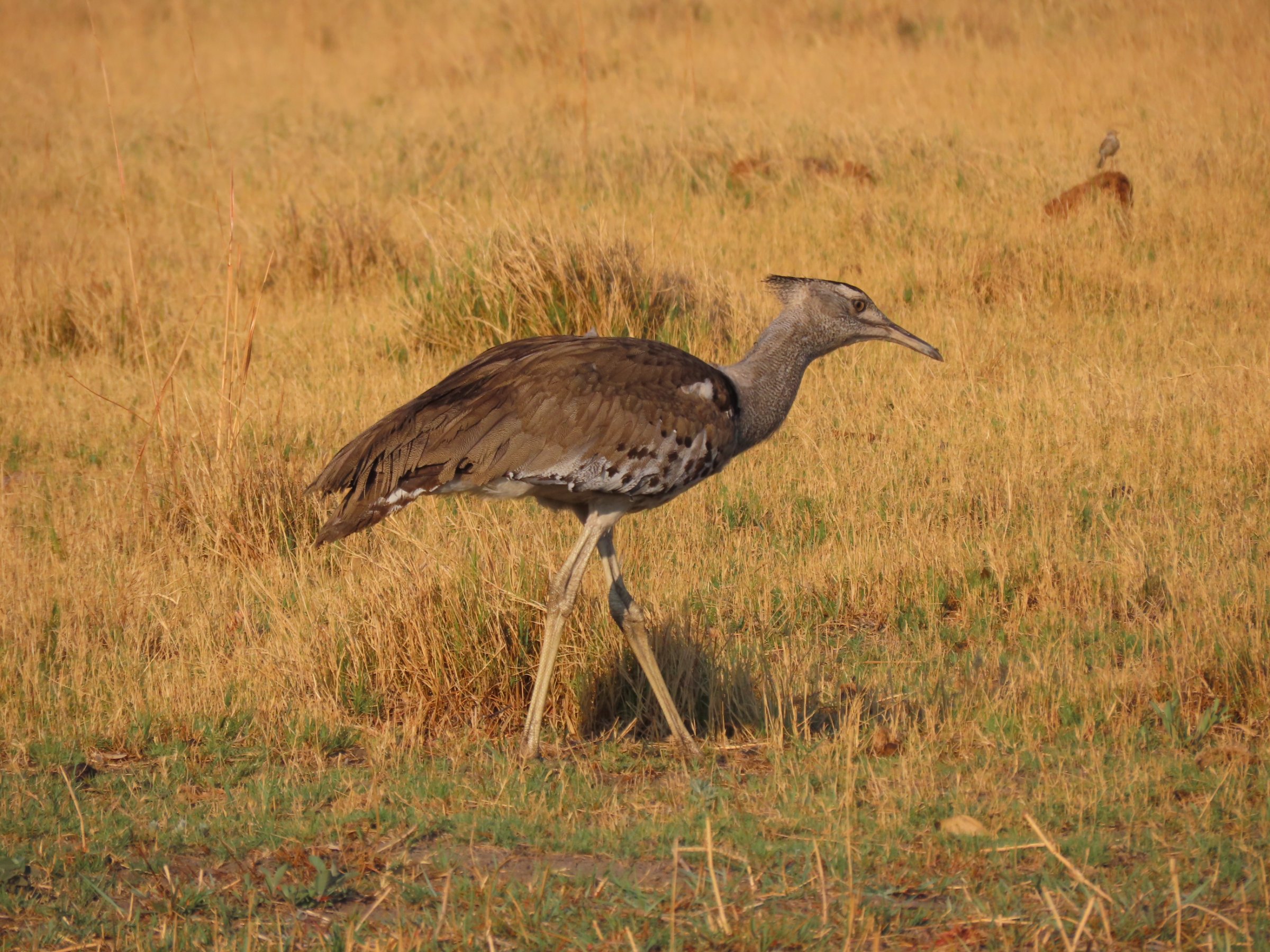 2-Day Mobile Camping Safari