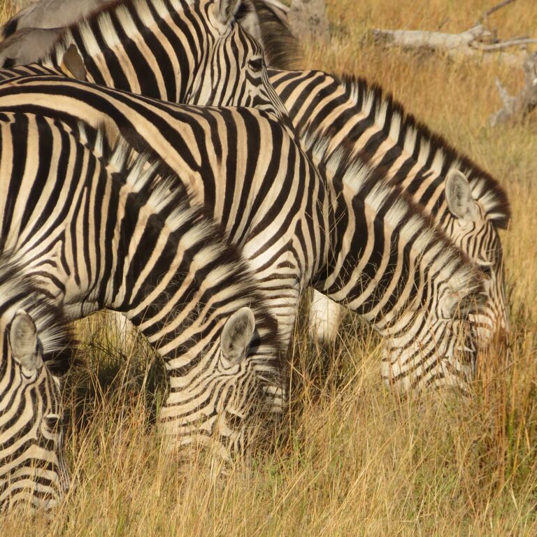 2-Day Mobile Camping Safari