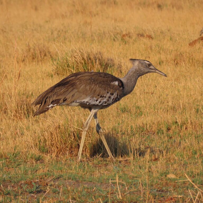 2-Day Mobile Camping Safari