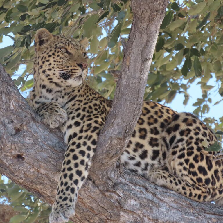 Camping Safari Tour