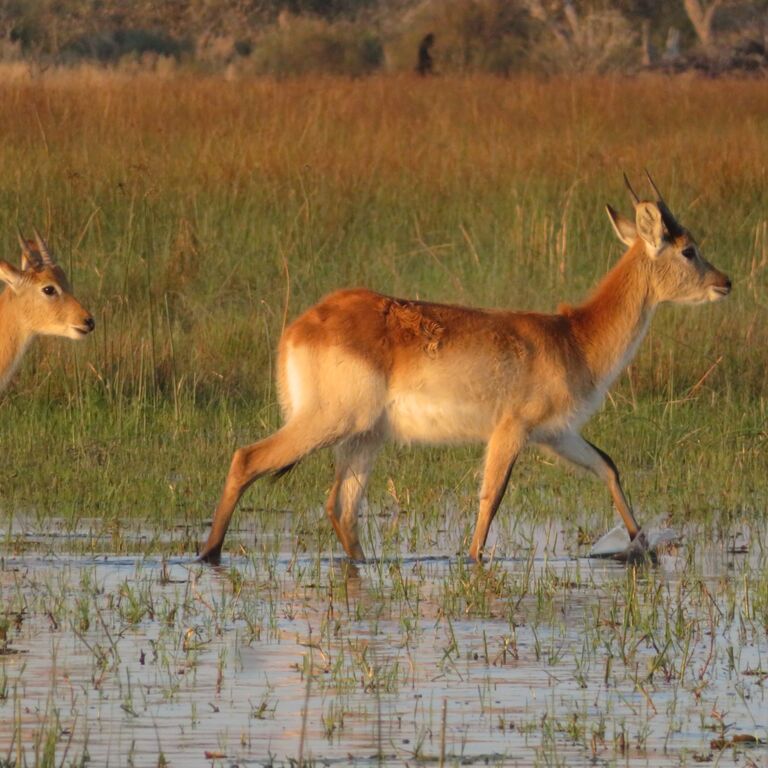 Camping Safari Tour
