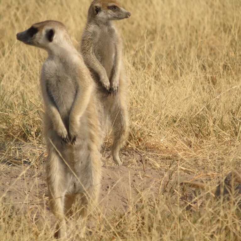 Makgadikgadi Pans Day Trip