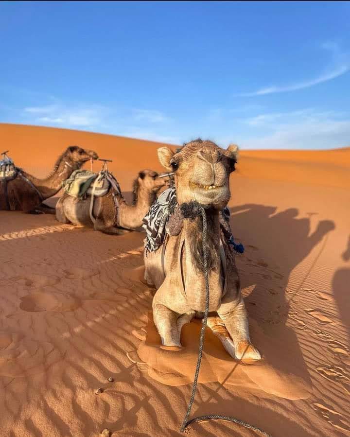 Desert tour Maroc
