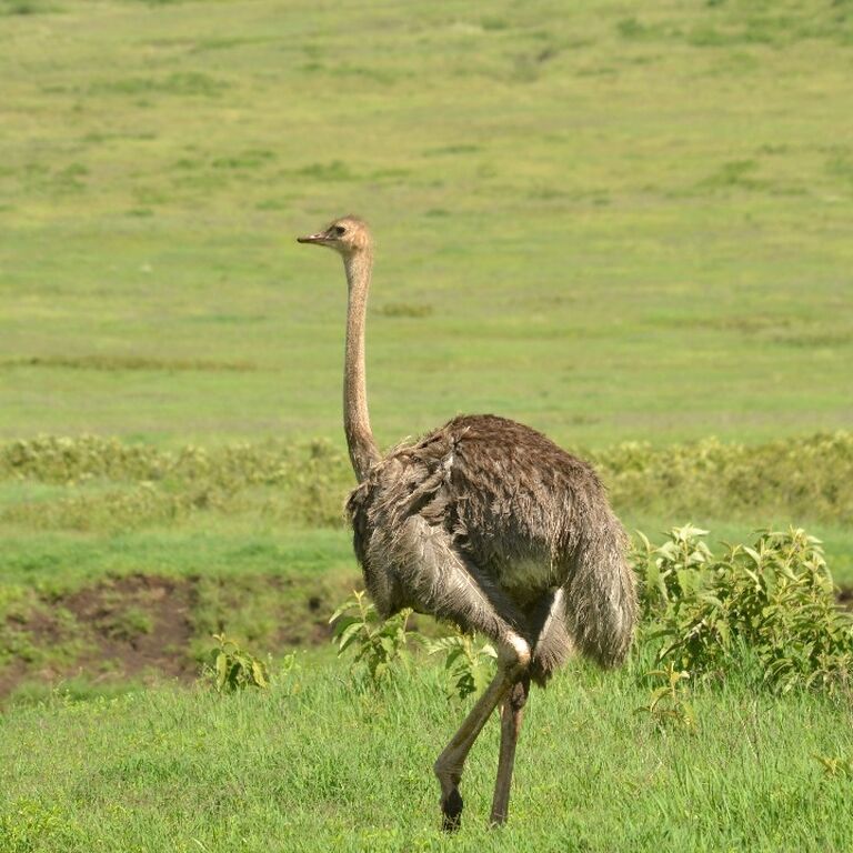 Mikumi national Park Day trip
