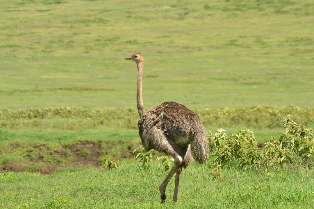 Mikumi national Park Day trip