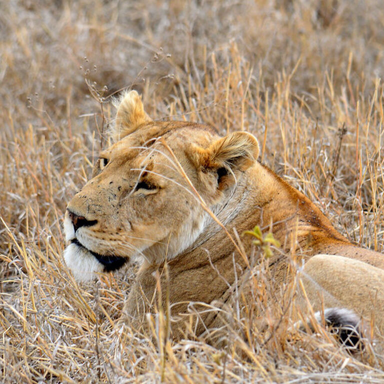 Njema Safari
