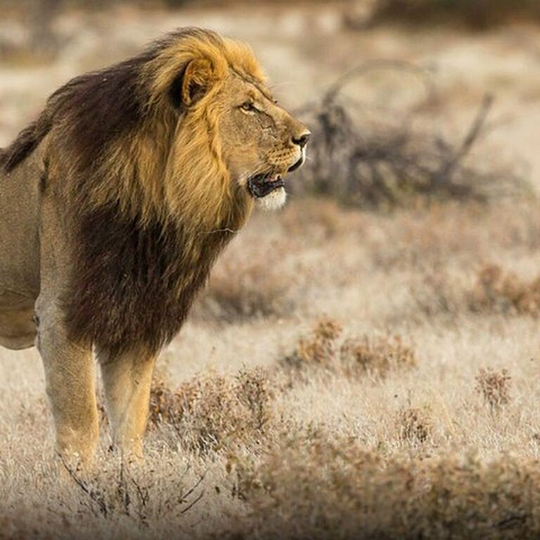 Njema Safari