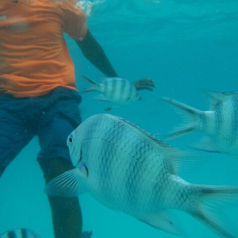 Mnemba Island Snorkeling Trip