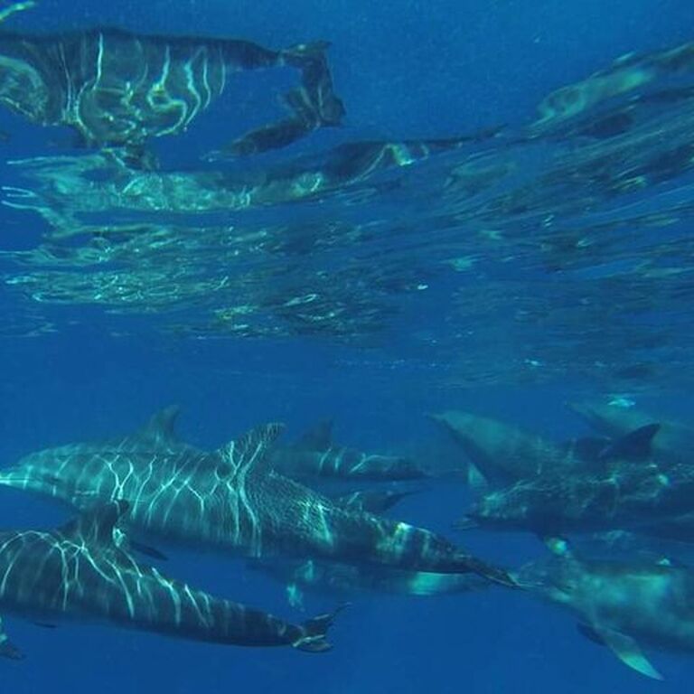 Mnemba Island Snorkeling Trip