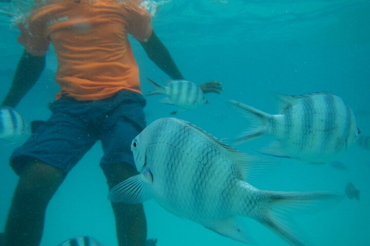 Mnemba Island Snorkeling Trip