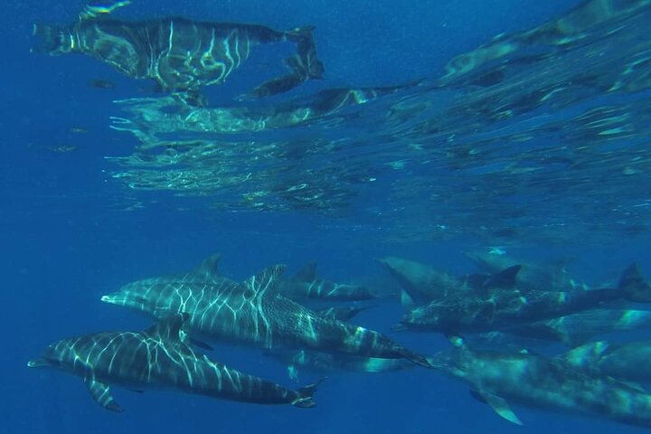 Mnemba Island Snorkeling Trip