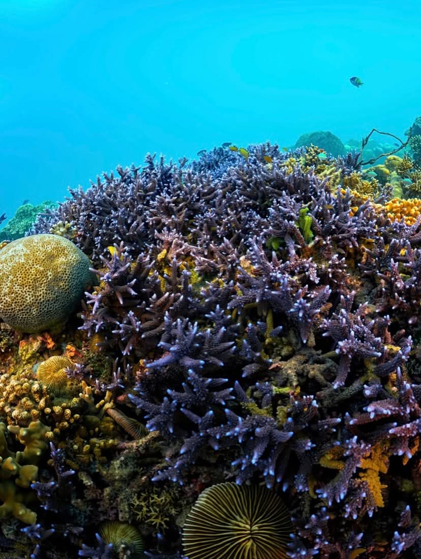Lombok transport indonesian