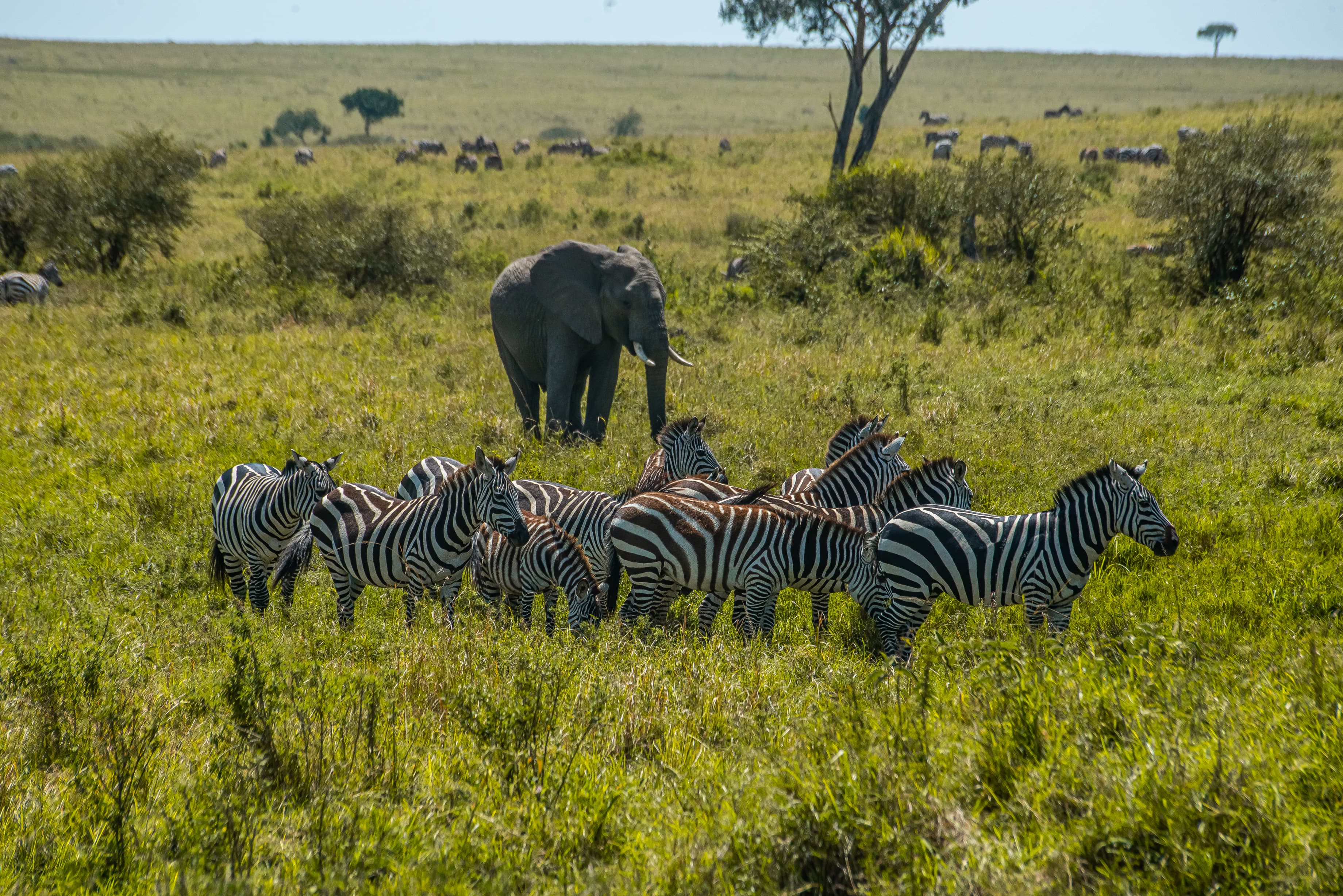 Beyond the Plains Safaris