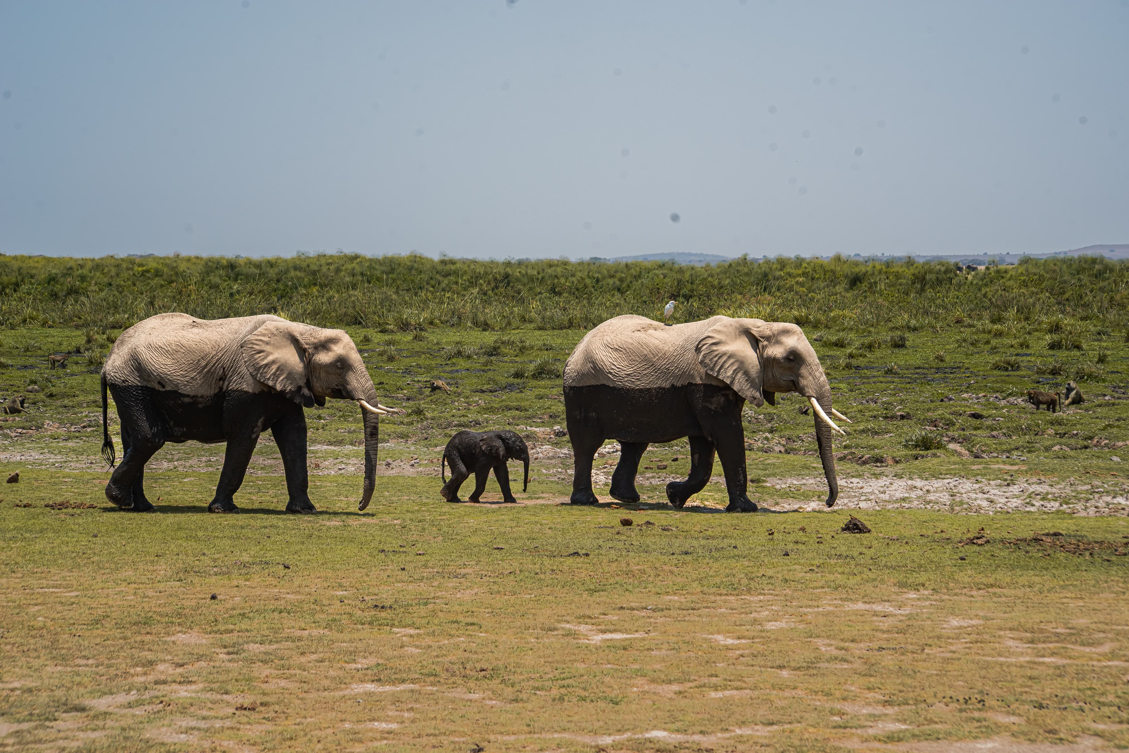 Beyond the Plains Safaris