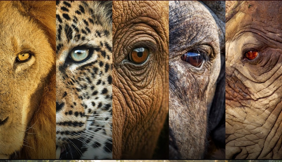 Numinous Safaris Kenya