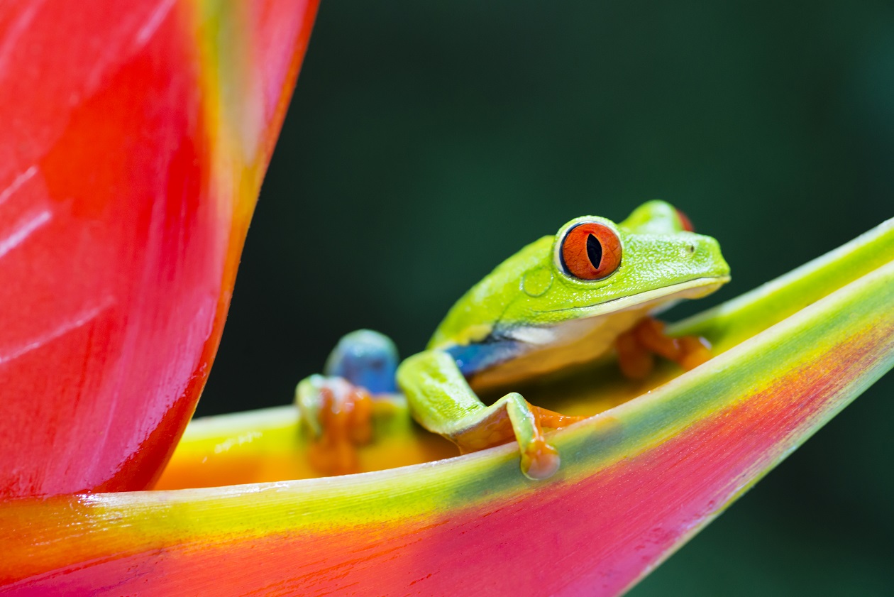 GREENWAY NATURE TOURS