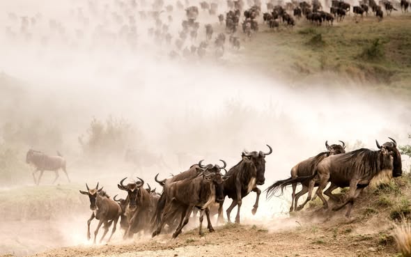 Precious Africa Adventures