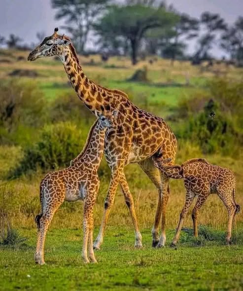 Precious Africa Adventures