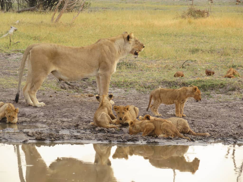 Chobe RiverFront