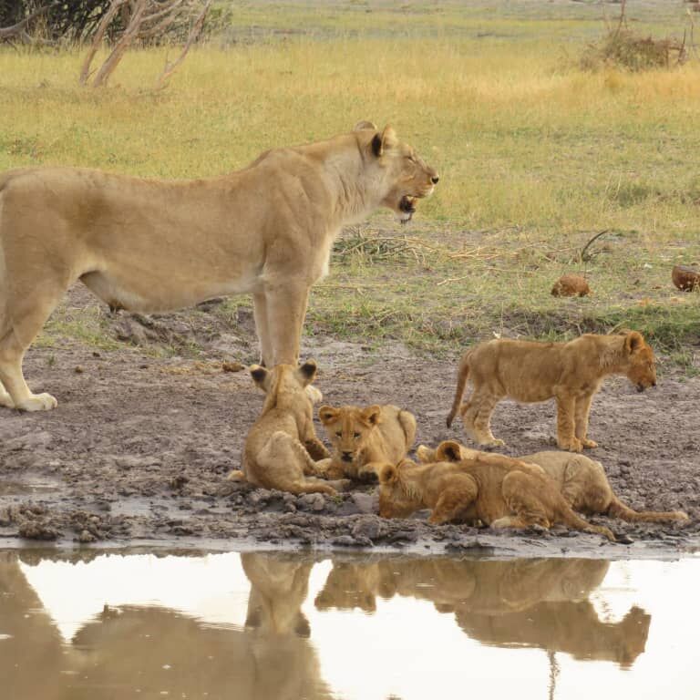 Chobe RiverFront