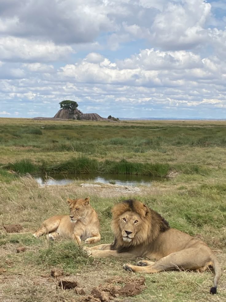 TRIP GENIUS ADVISORY SAFARIS