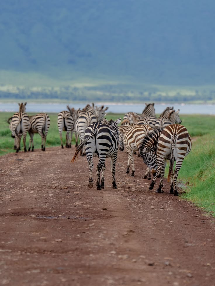 TRIP GENIUS ADVISORY SAFARIS