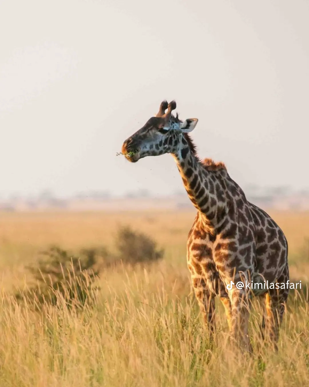 Saitoti Tours
