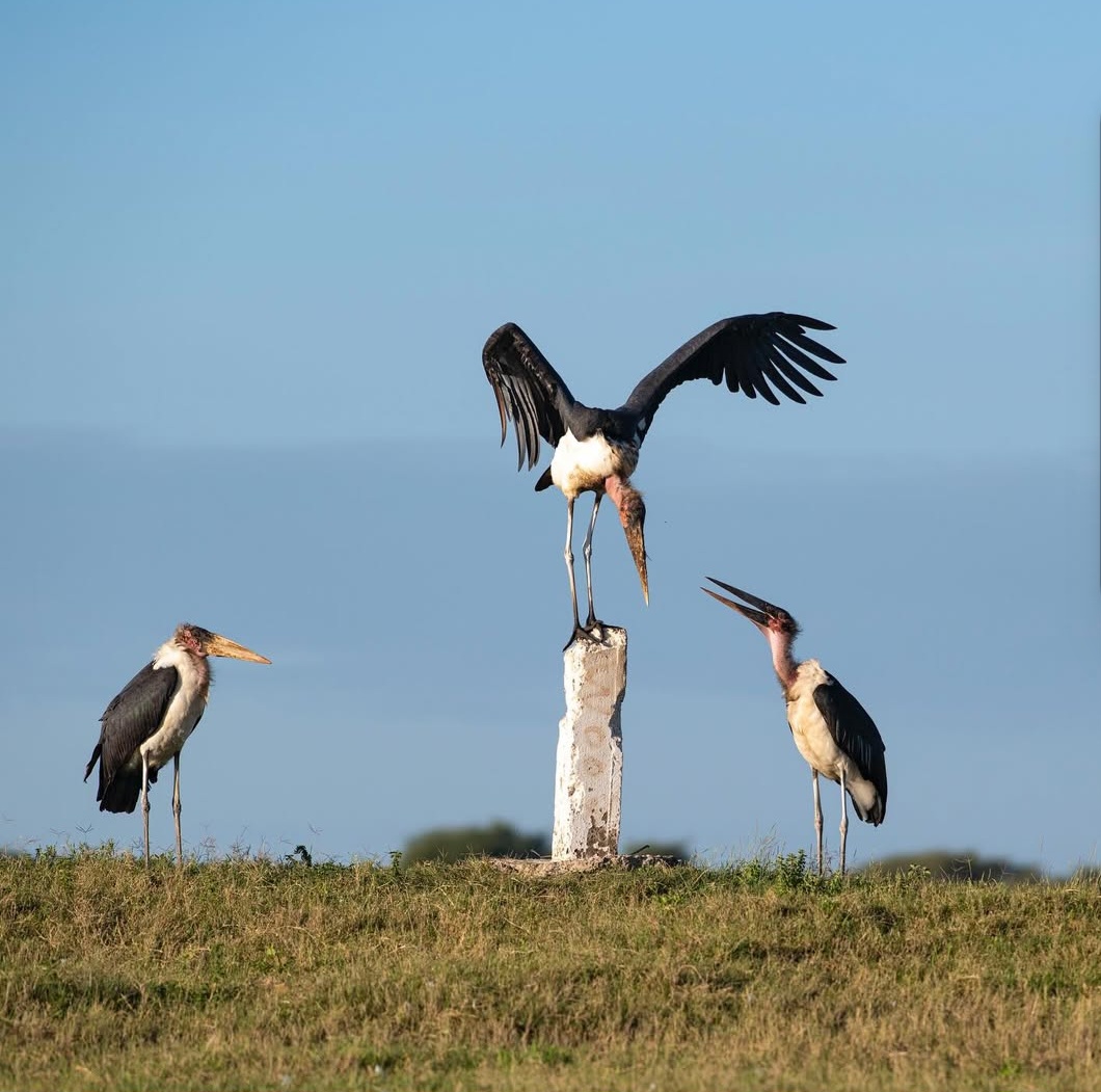 Saitoti Tours