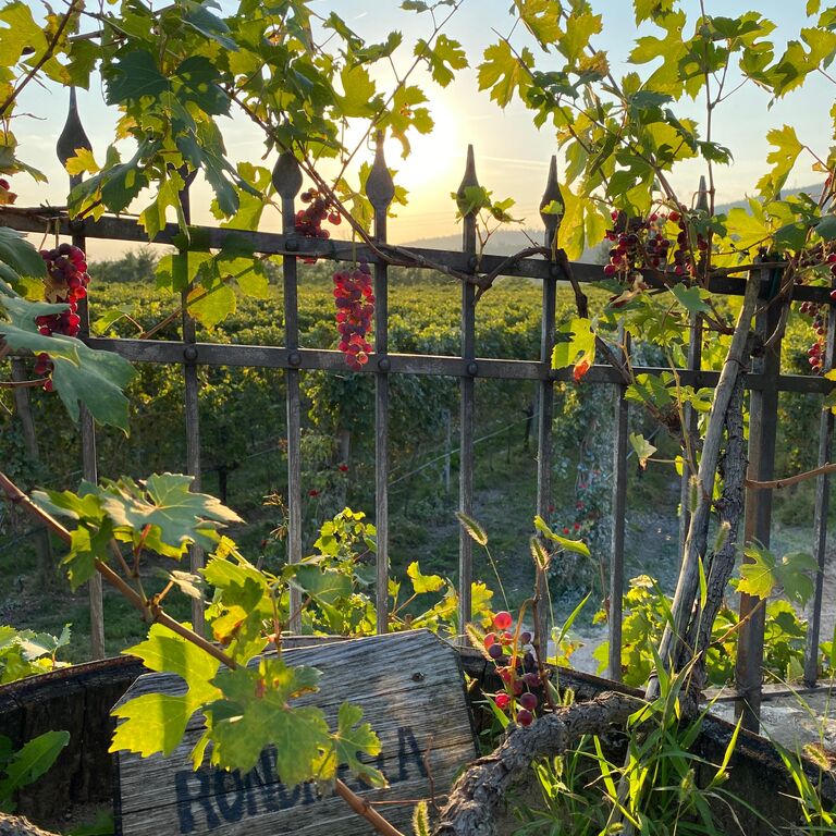 VALENTINA CUBI Organic Winery