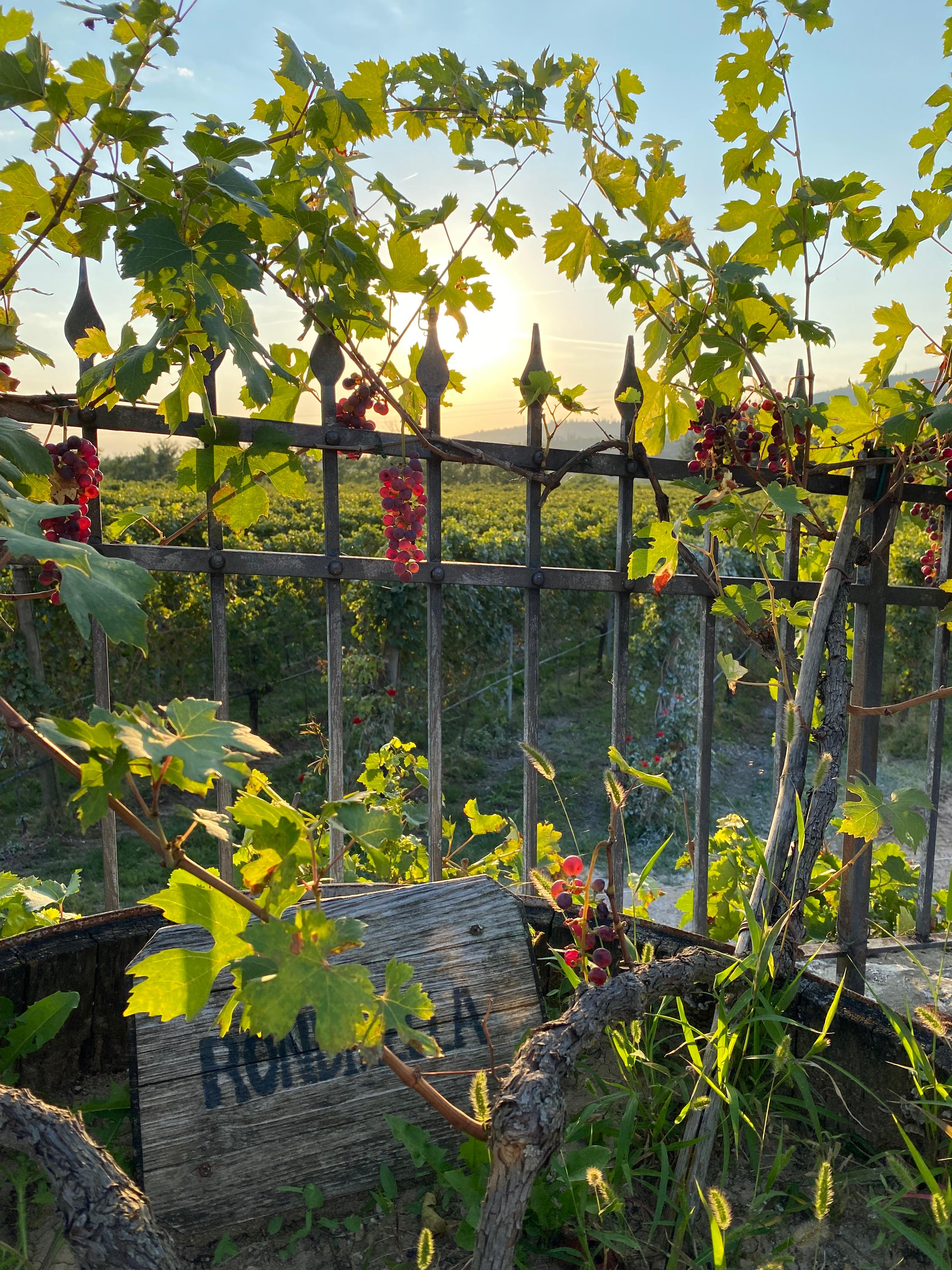 VALENTINA CUBI Organic Winery