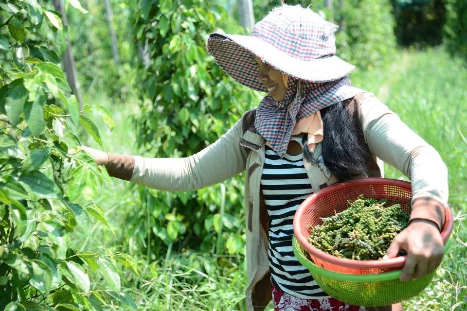 A Local Family-Run Pepper Farm