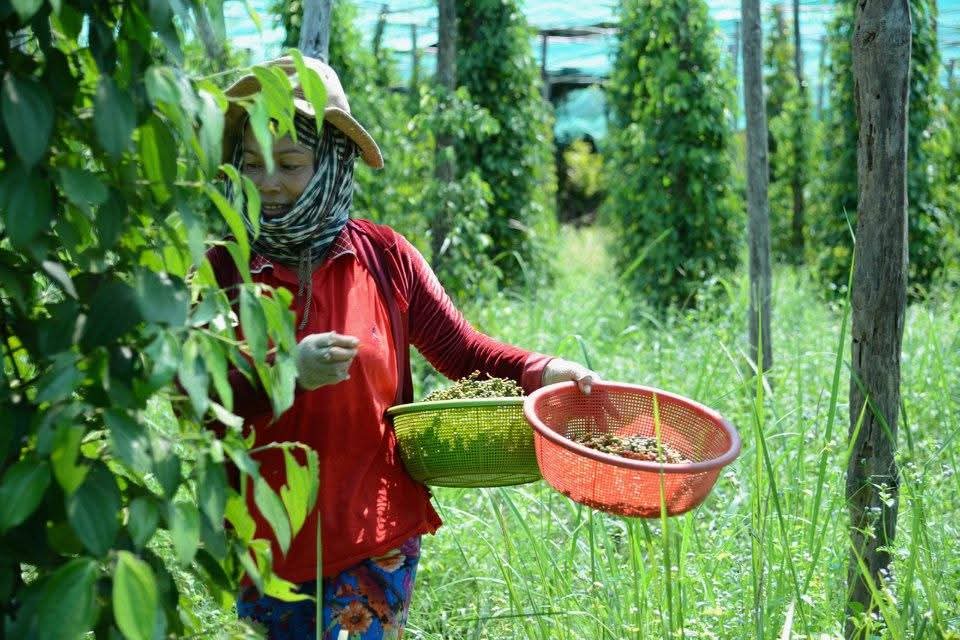 A Local Family-Run Pepper Farm