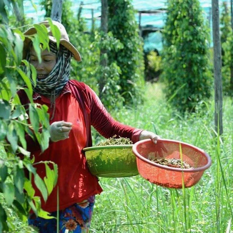 A Local Family-Run Pepper Farm